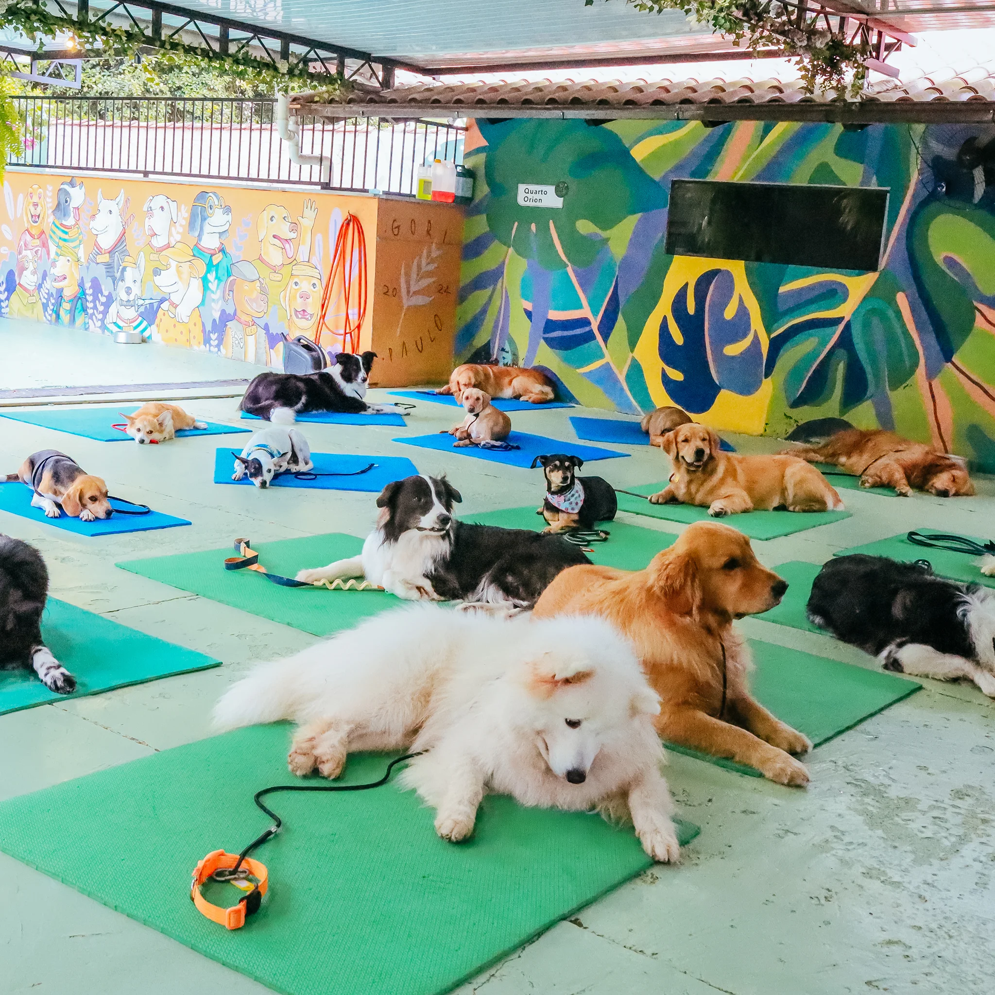 Cães em relaxamento em grupo na Matilha Equilibrada
