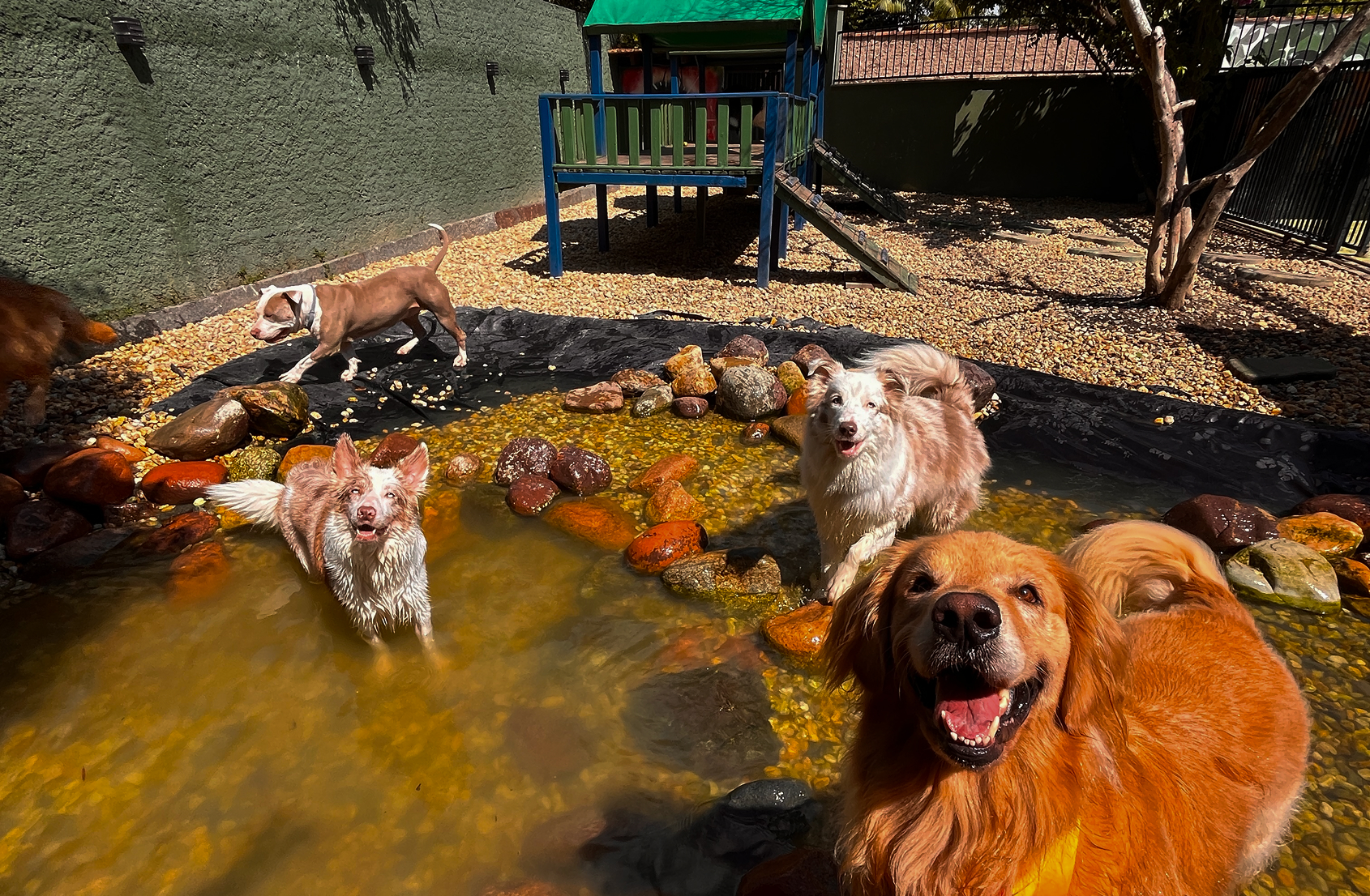 Cachorro feliz no lago da Matilha Equilibrada