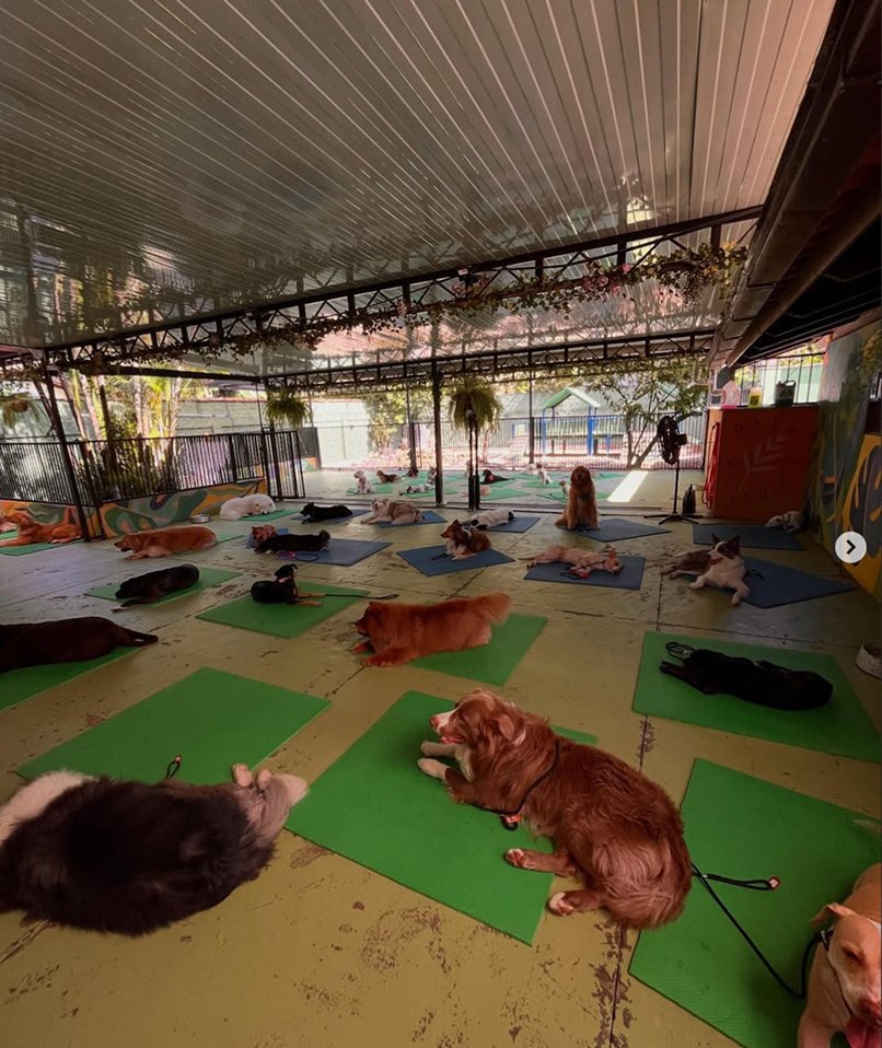 Guilherme, fundador da Matilha Equilibrada, com seus cães